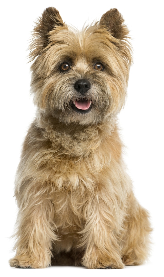 cairn terrier has acid reflux caused by poor digestion